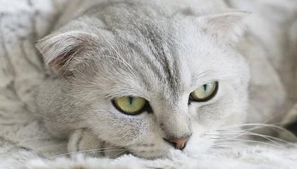 b体育入口-清晨得知U23国足亚洲杯半决赛比分之后，小球迷瞬间喜极而泣